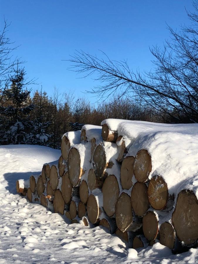 BocksbergGlück in Hahnenklee, Endreinigung, bezogene Betten, Handtücher inklusive Goslar Exterior foto